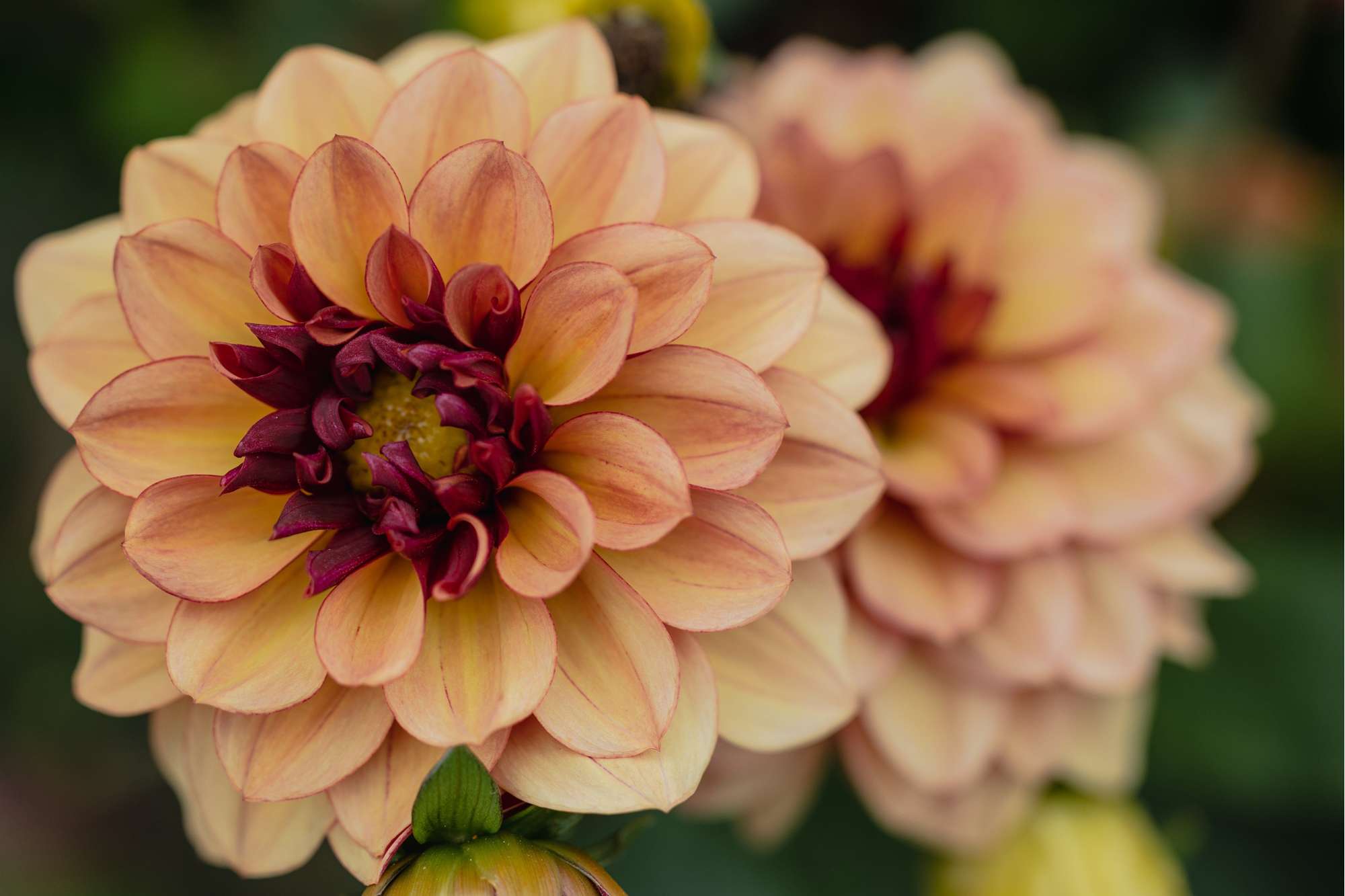 Dahlia 'Creme de Cognac'